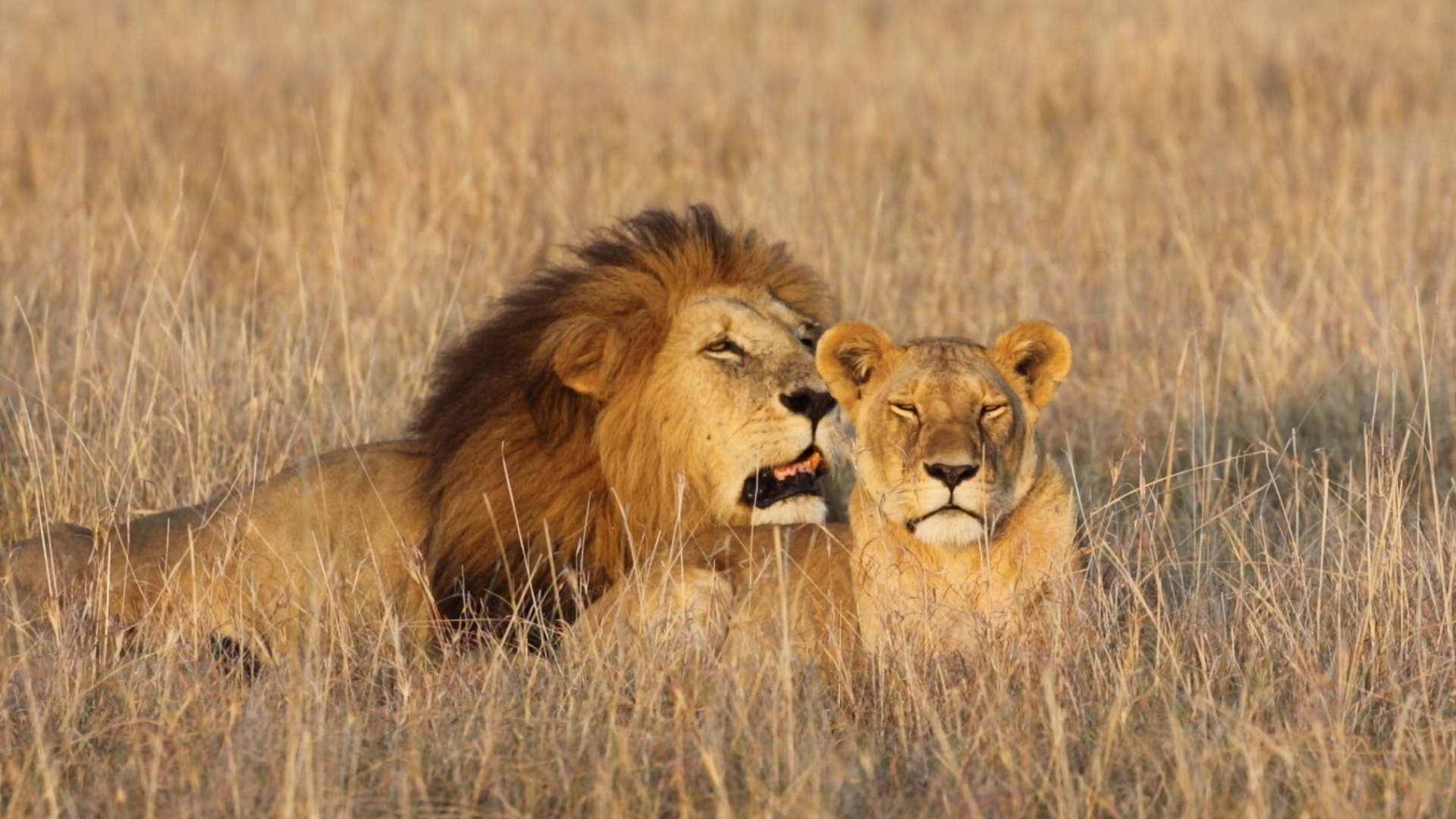 Löwe niest in der Masai Mara