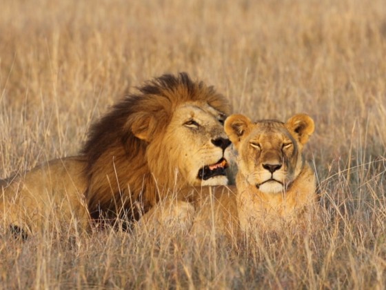 Löwe niest in der Masai Mara