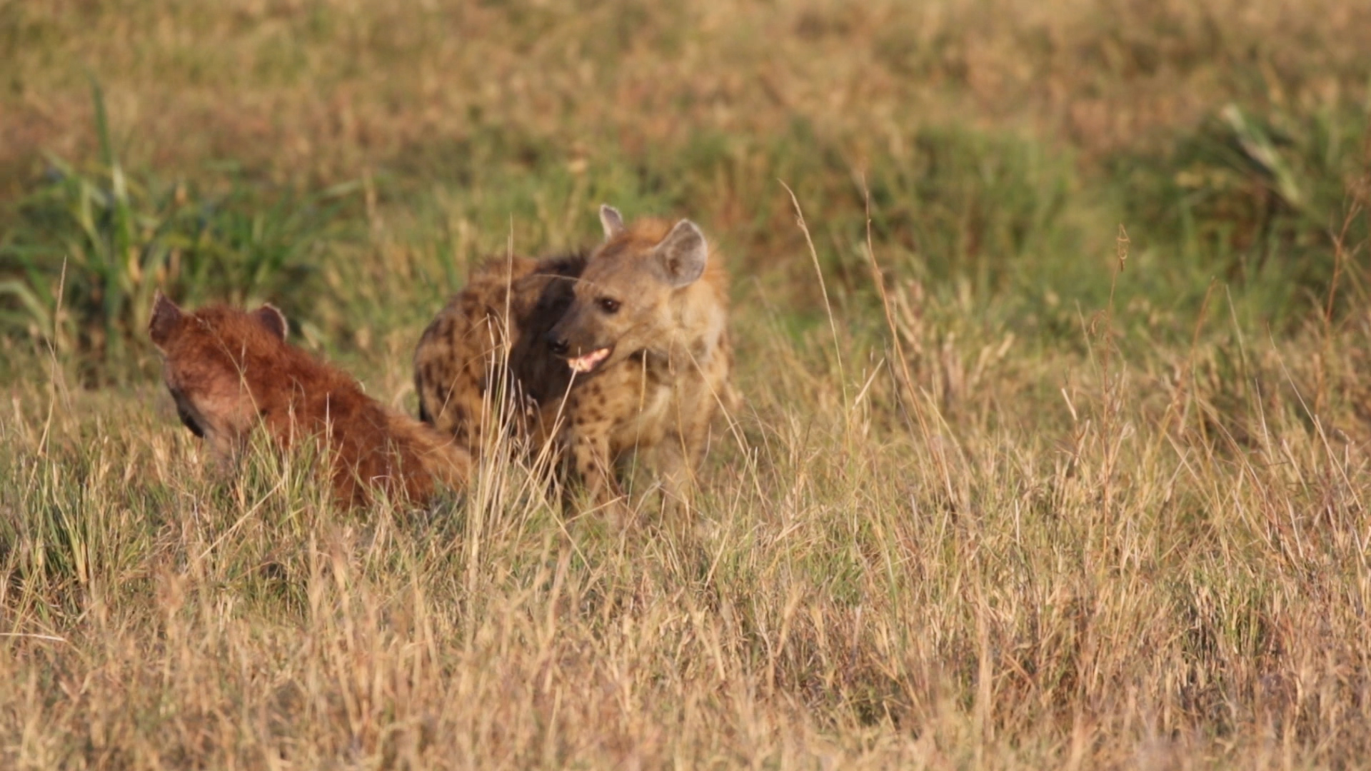 Masai Mara - Hyänen