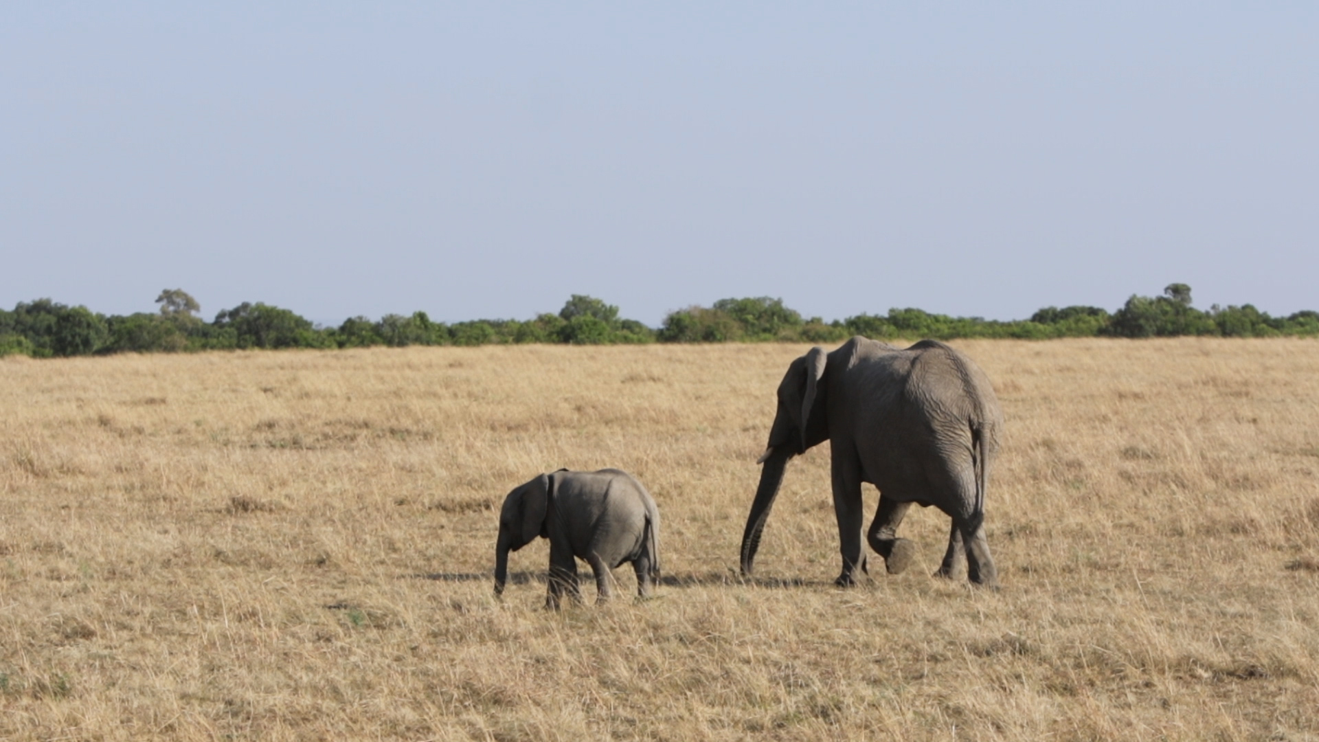 Masai Mara - Elefanten