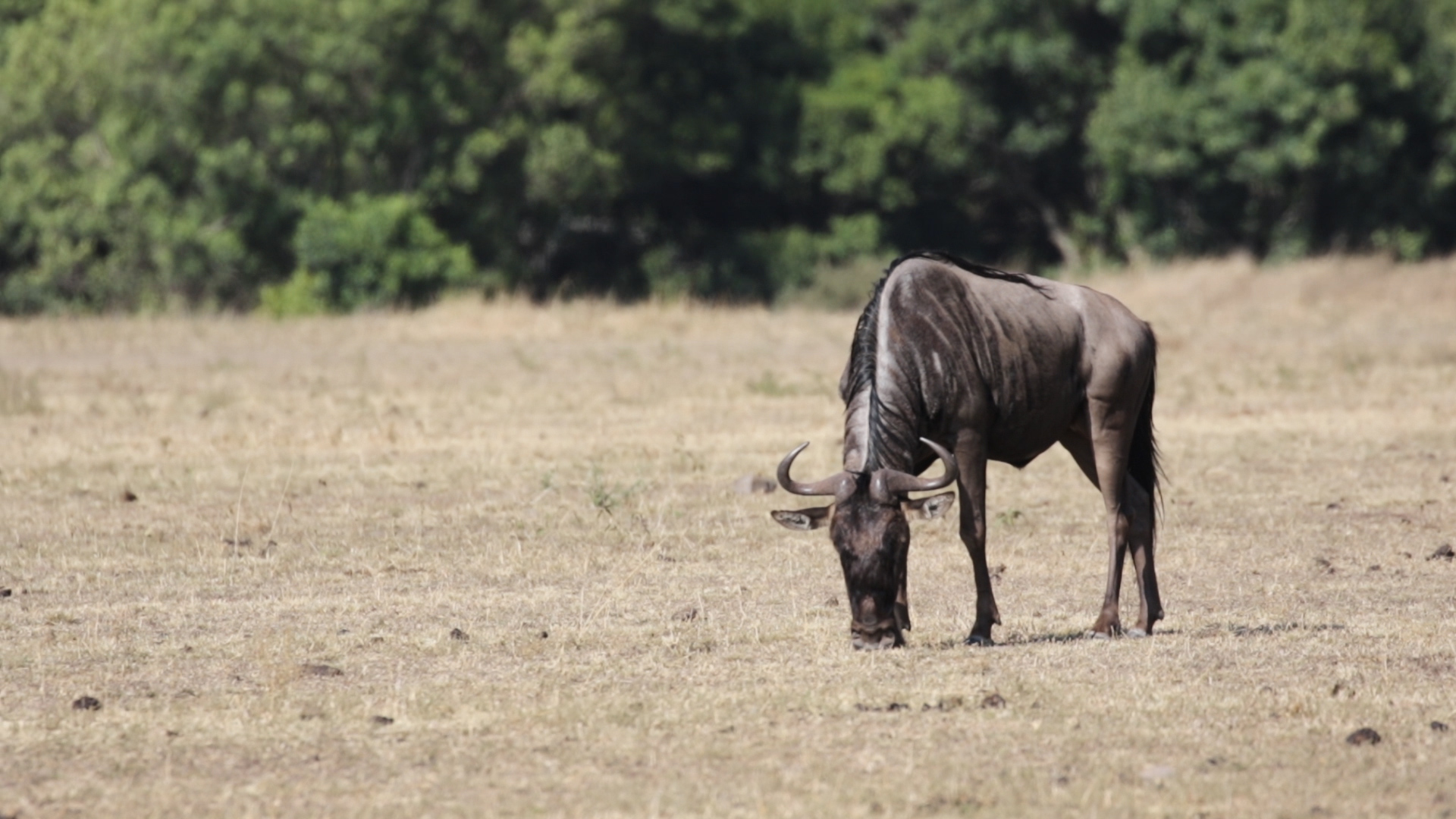 Masai Mara - Gnu