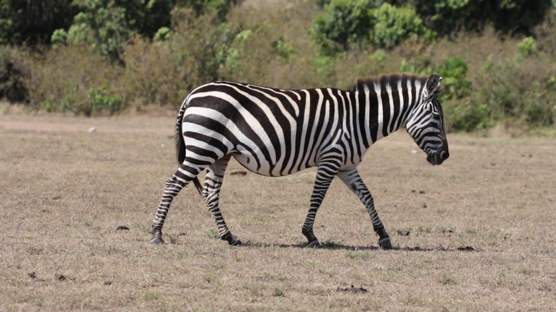 Masai Mara - Zebra