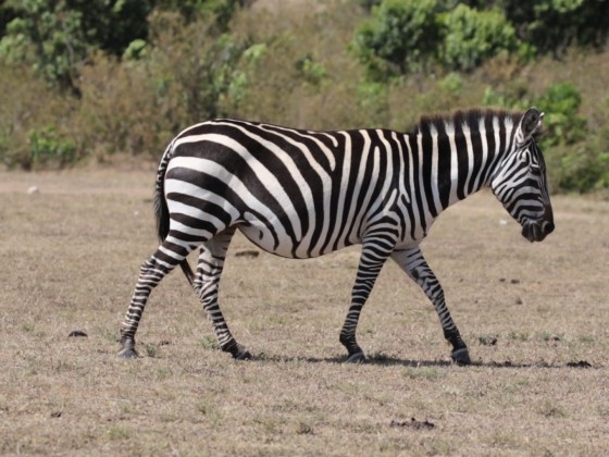 Masai Mara - Zebra