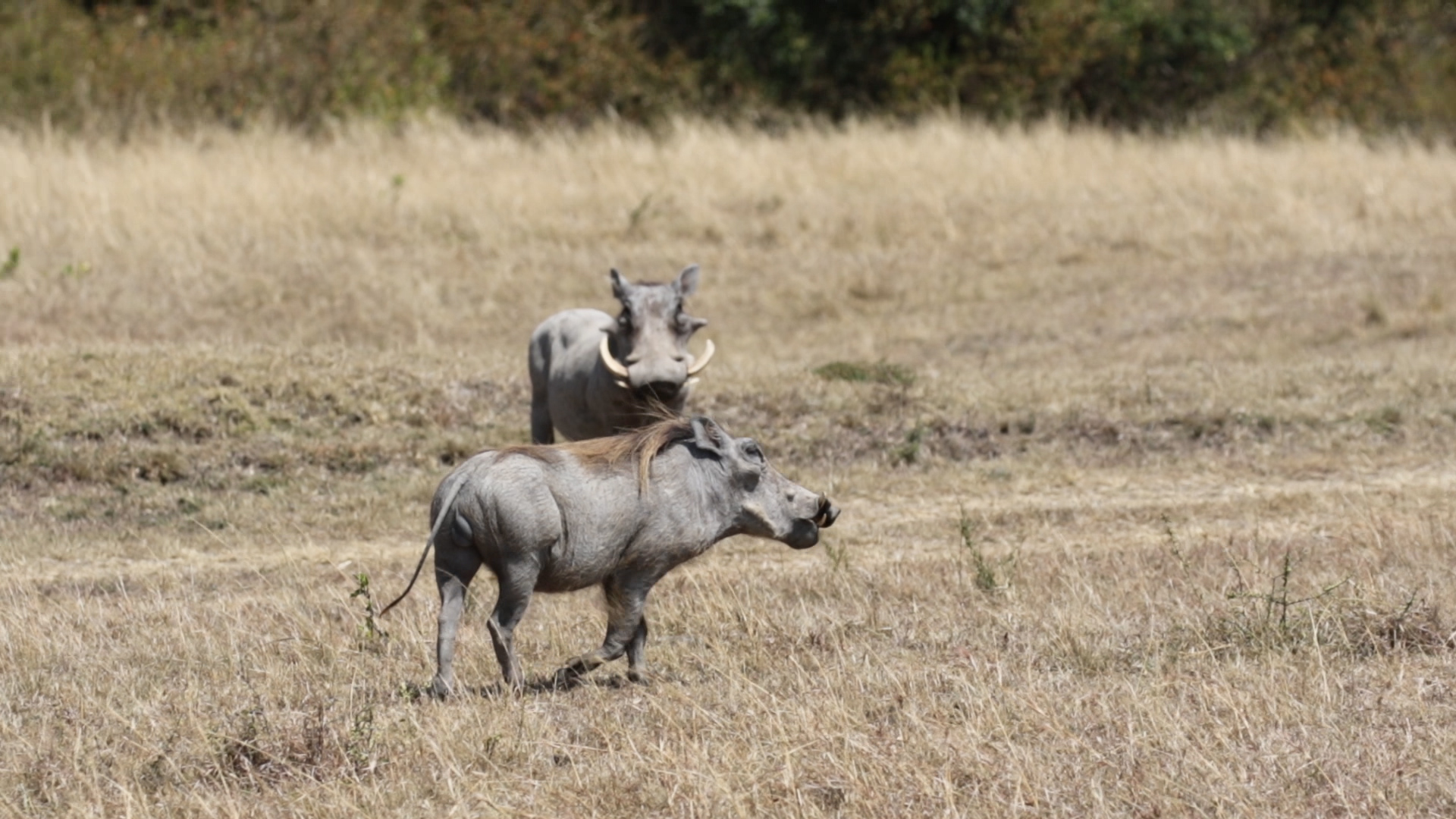 Masai Mara - Warzenschweine