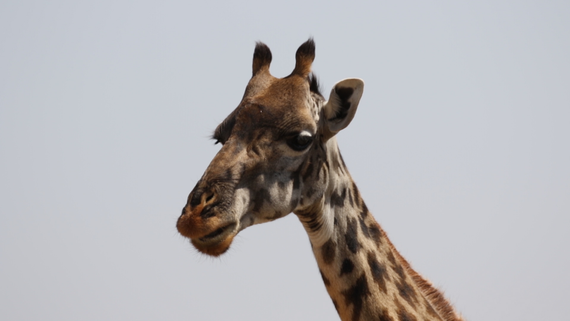 Masai Mara - Giraffe