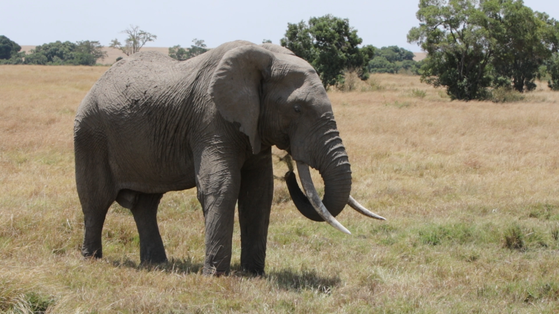 Masai Mara - Alter Elefant