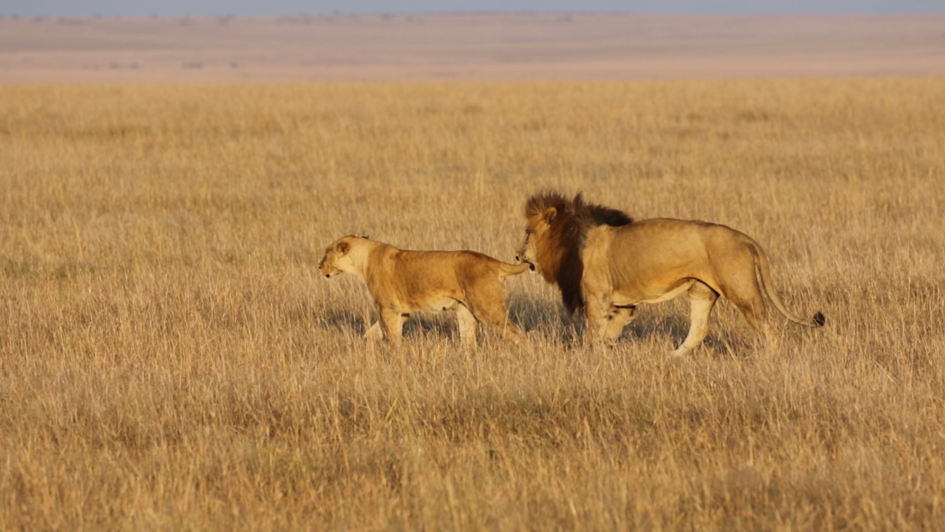Masai Mara - Löwen II