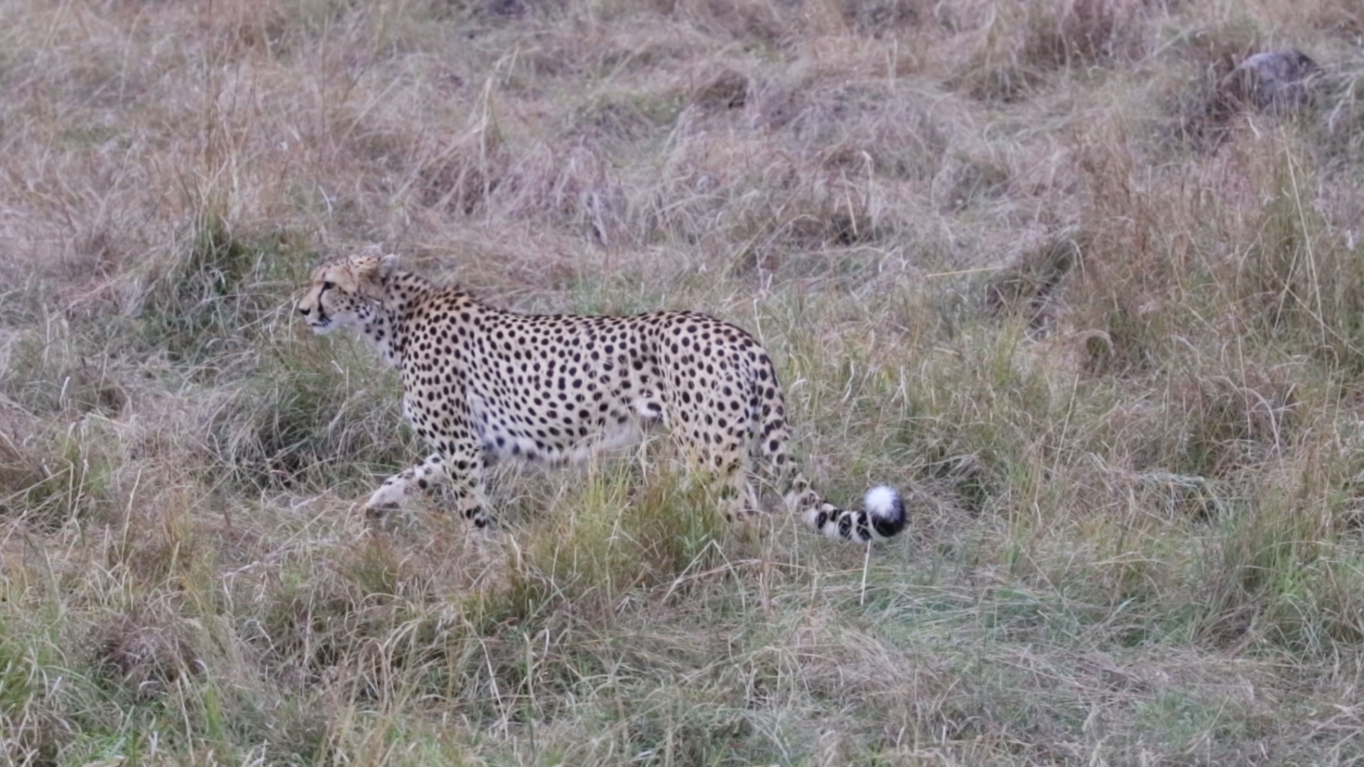 Masai Mara - Gepard