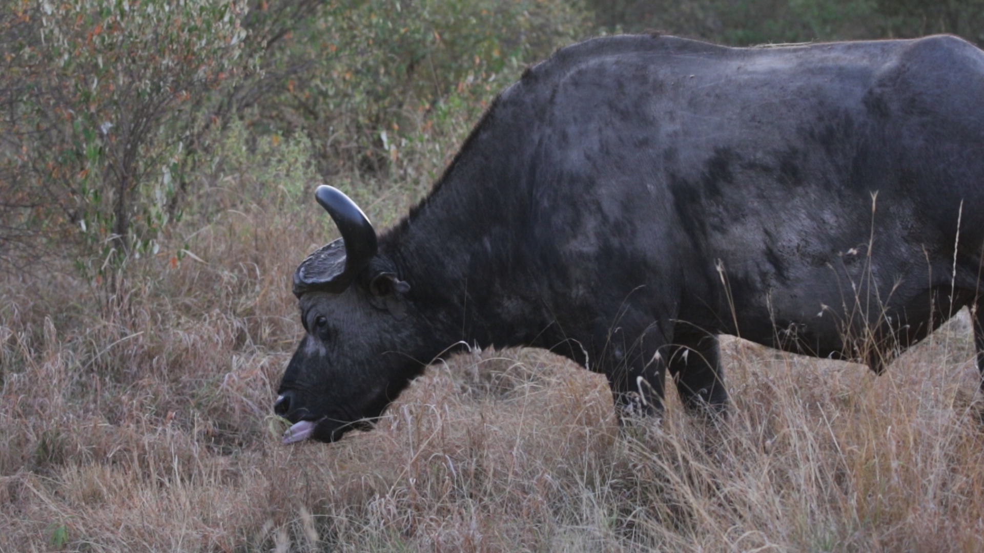 Masai Mara - Kaffernbüffel