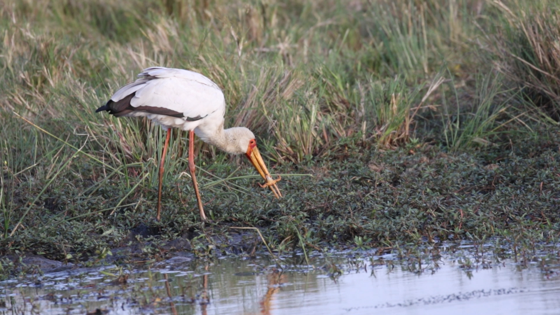 Masai Mara - Nimmersatt Teil 2