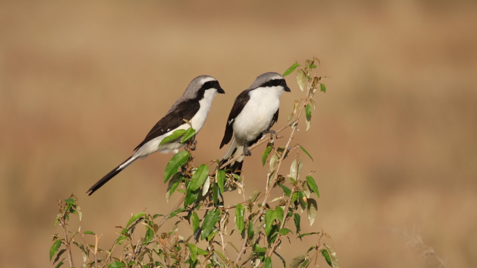 Masai Mara - Graumantelwürger