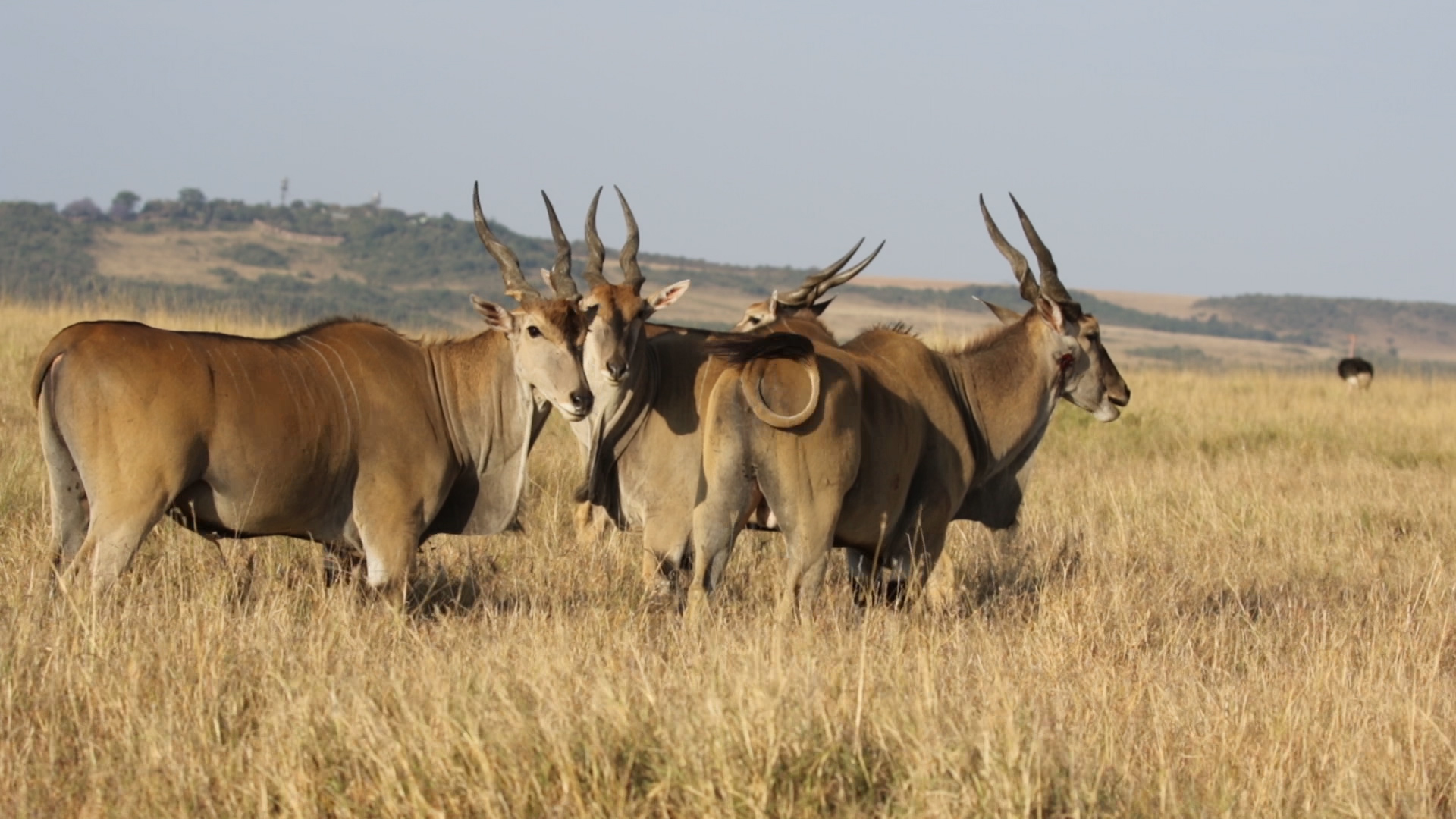 Masai Mara - Elenantilope