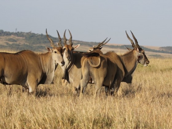 Masai Mara - Elenantilope