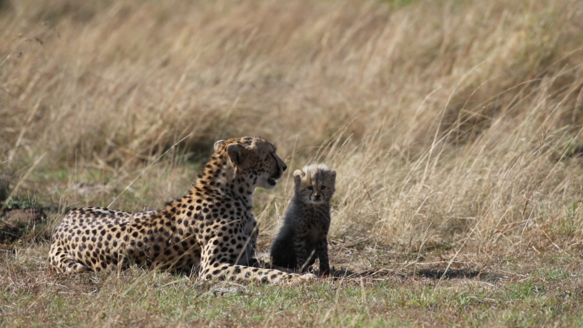 Masai Mara - Gepard mit Nachwuchs