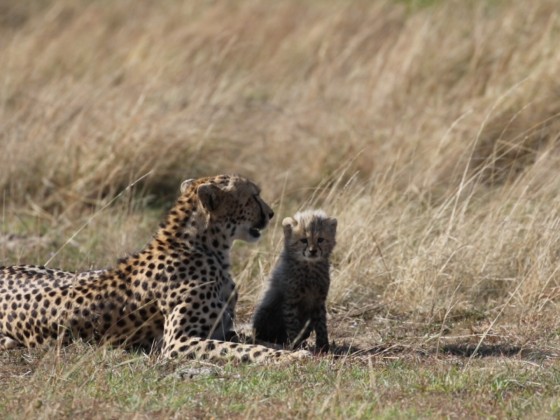 Masai Mara - Gepard mit Nachwuchs