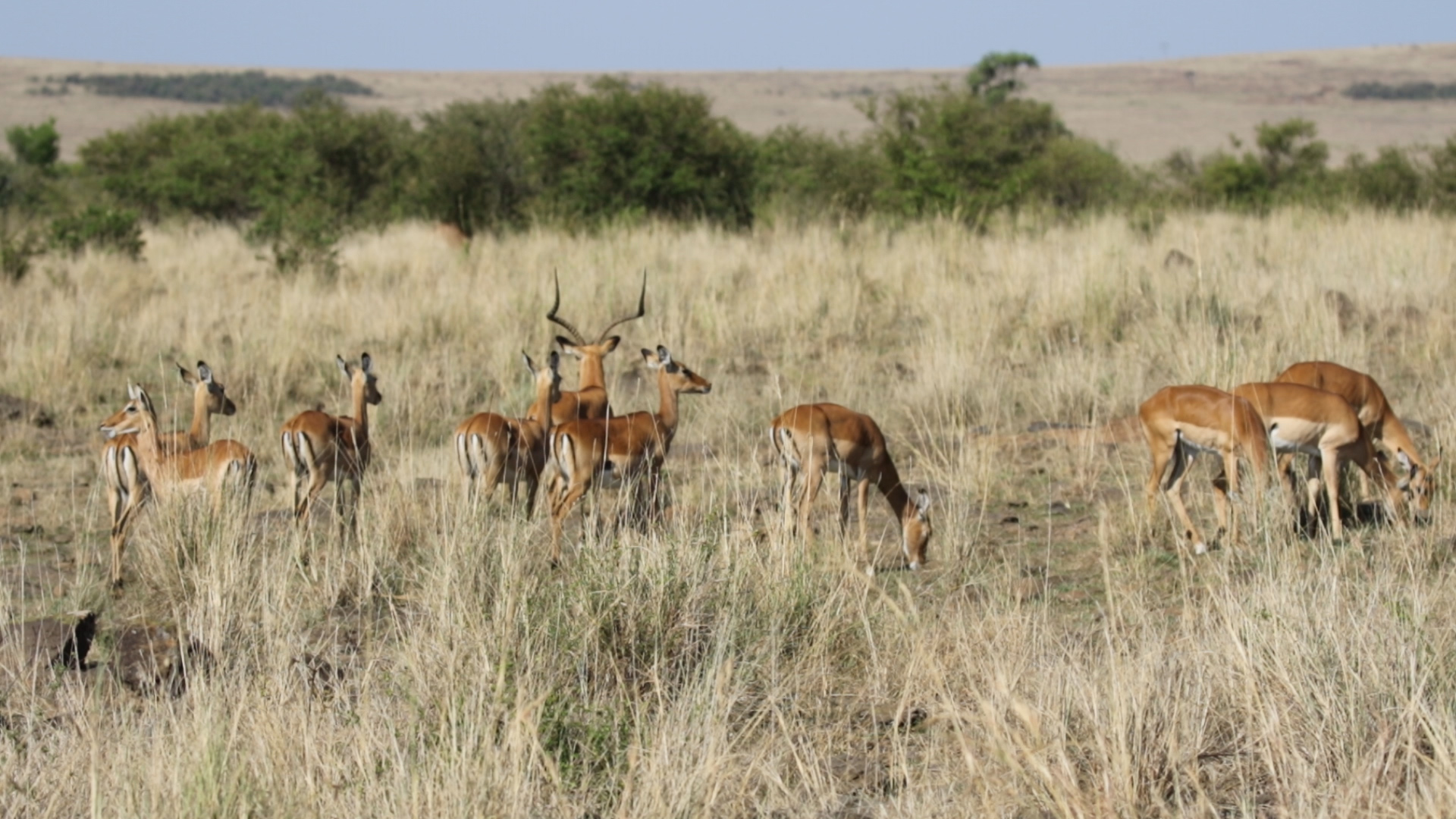 Masai Mara Impalas