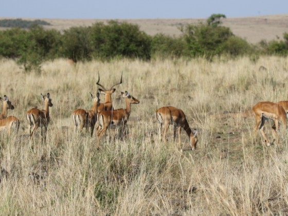 Masai Mara Impalas