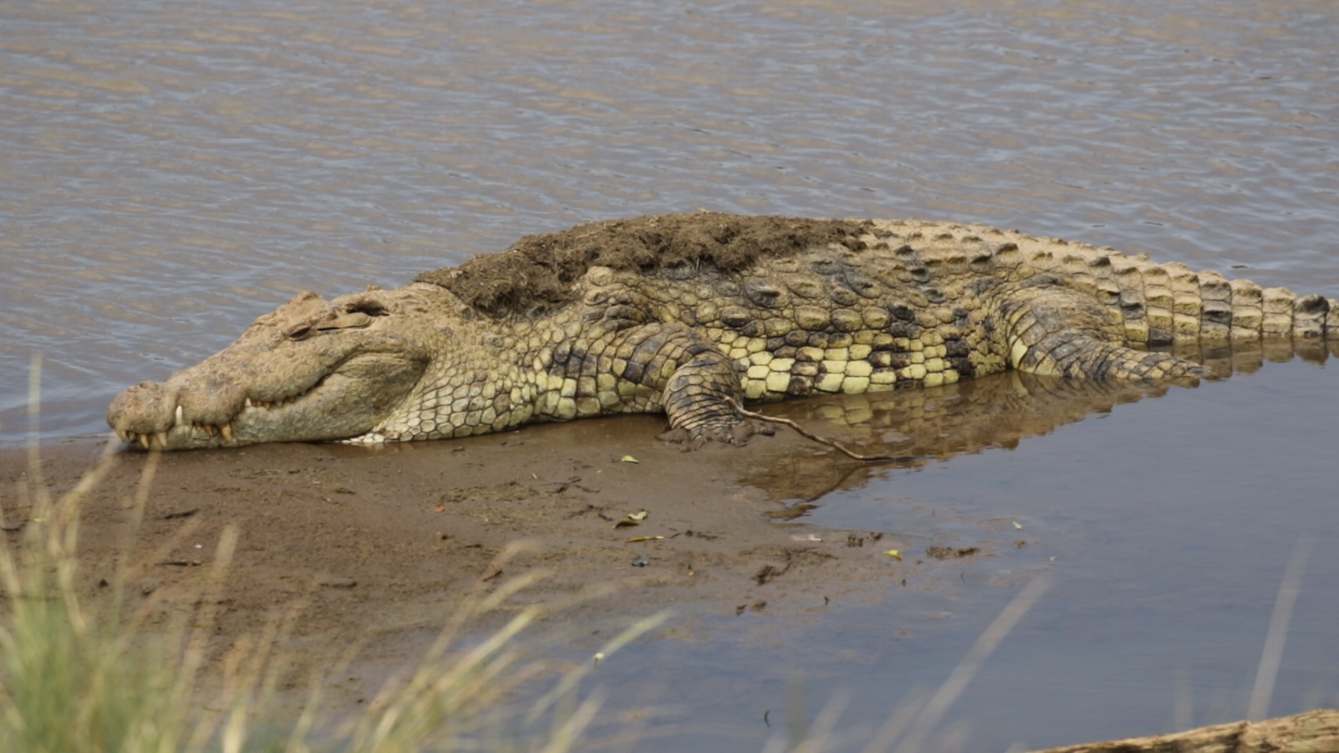 Masai Mara - Krokodile