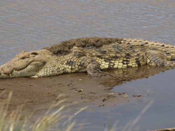 Masai Mara - Krokodile