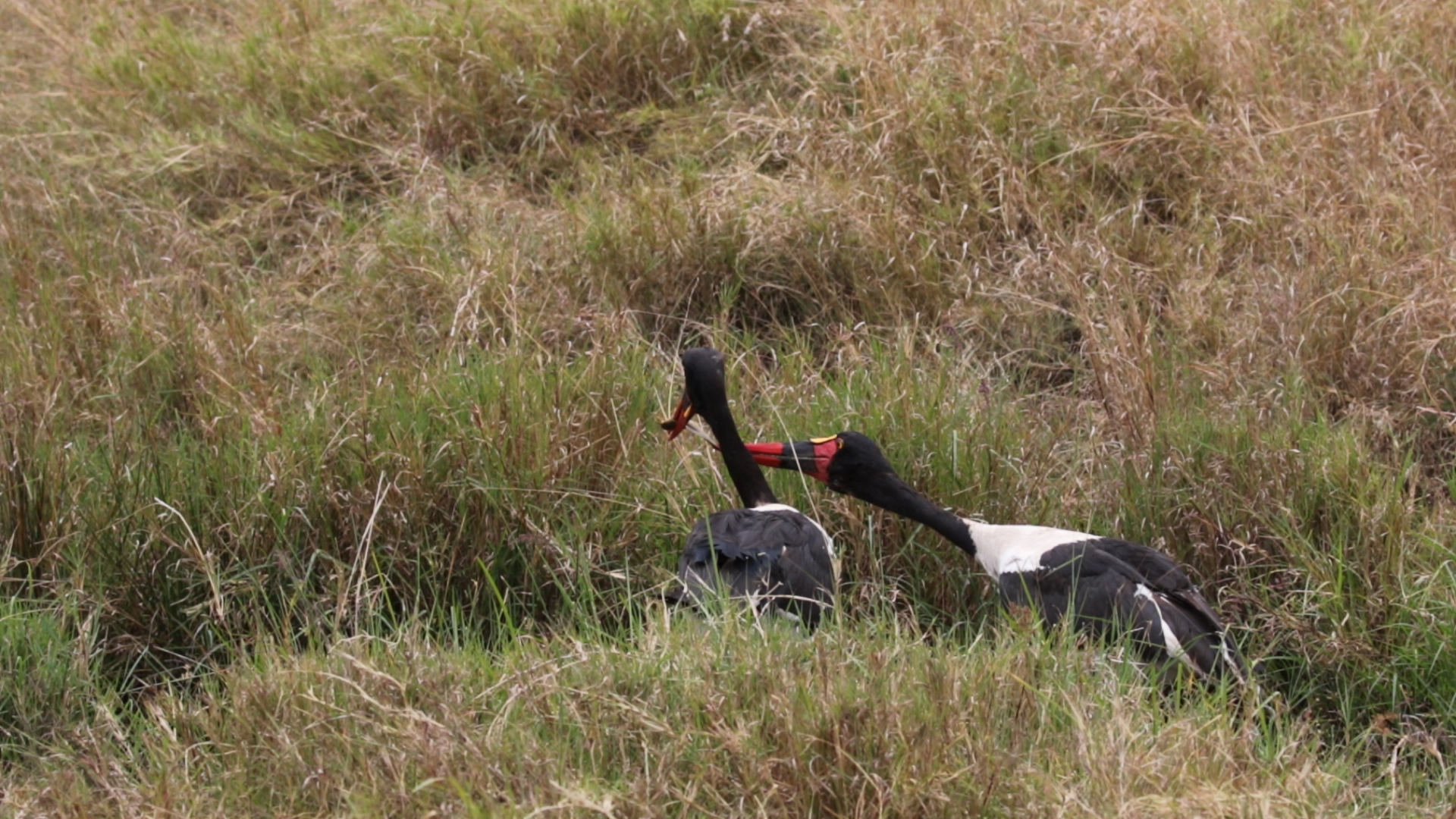 Masai Mara - Sattelstorch