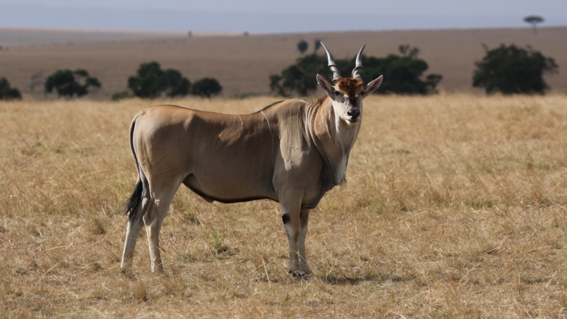 Masai Mara - Eland