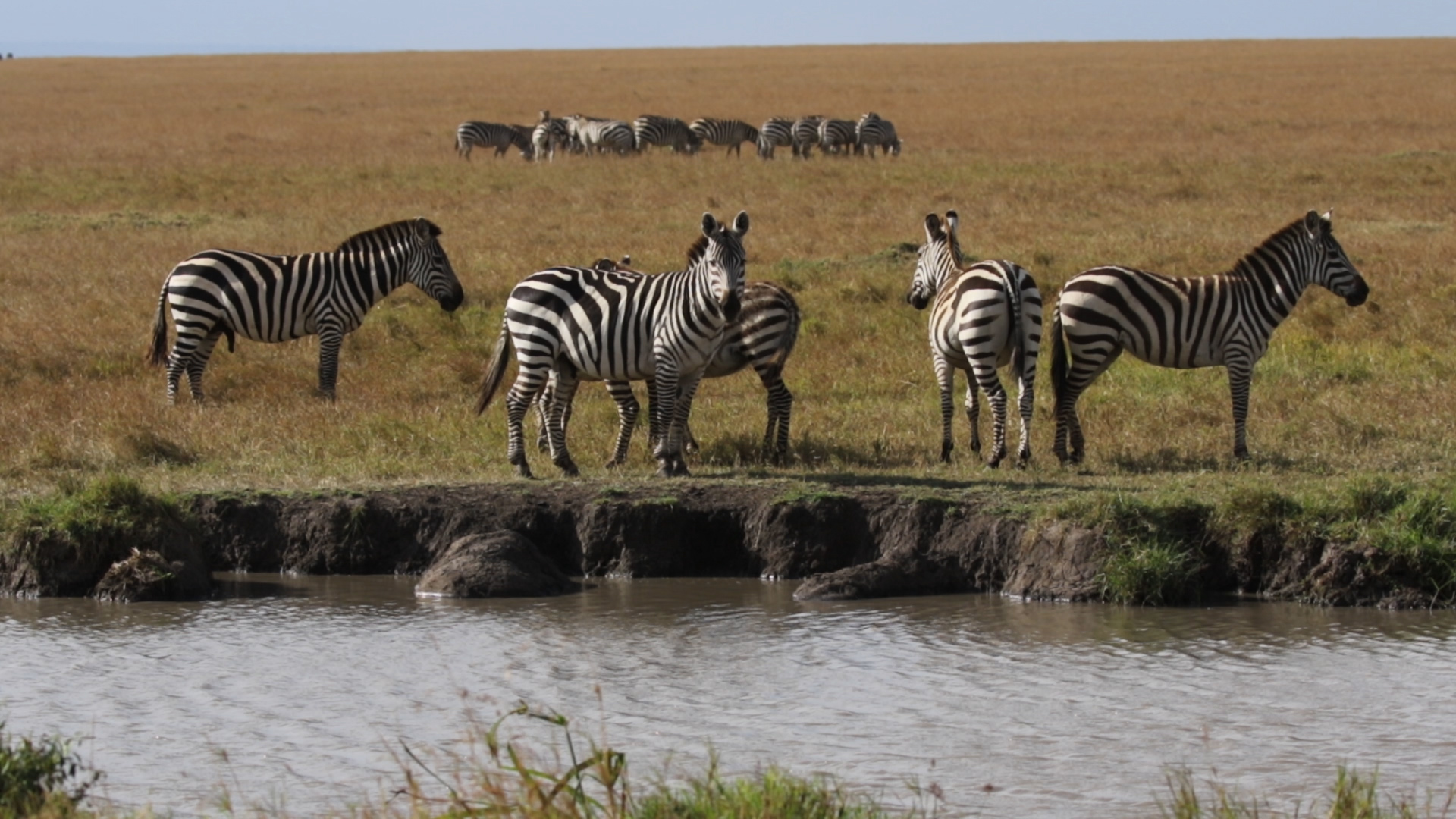 Masai Mara - Zebras am Fluss