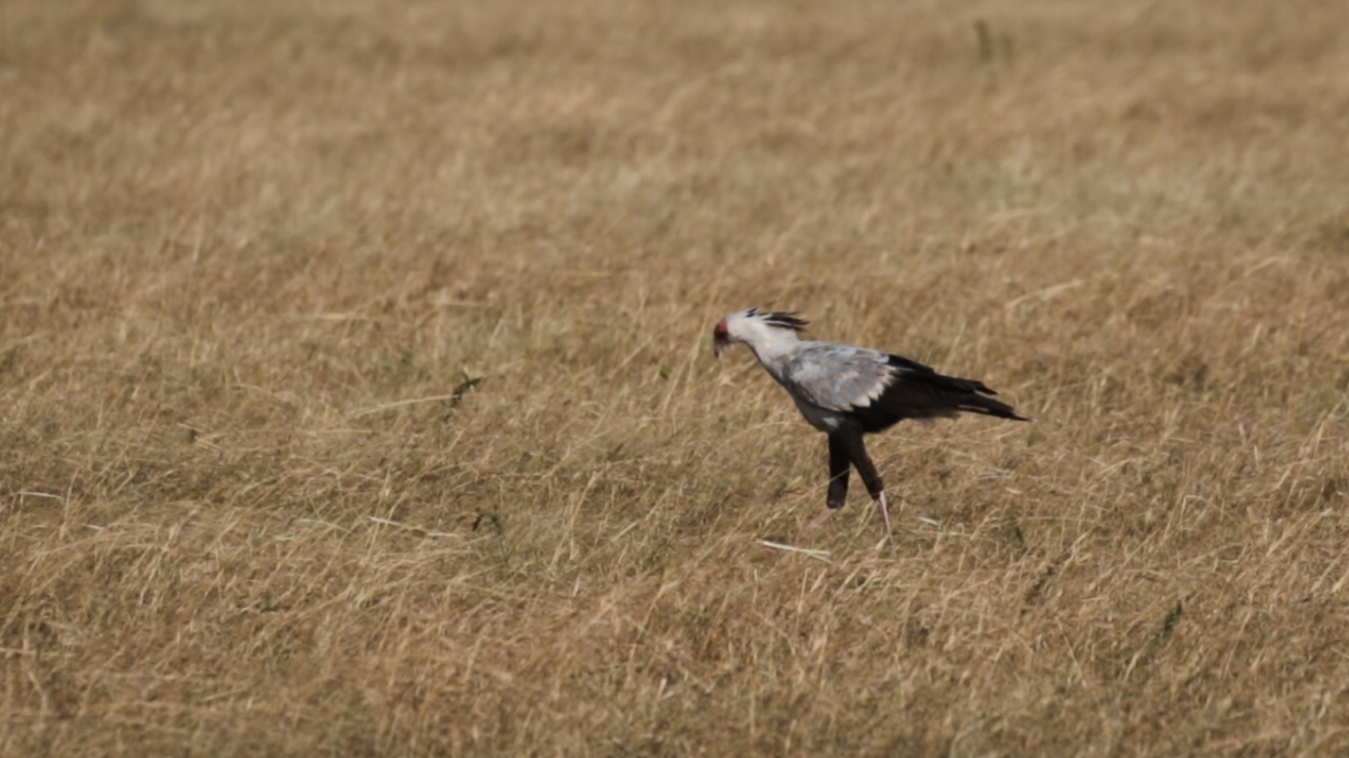 Masai Mara - Sekretär