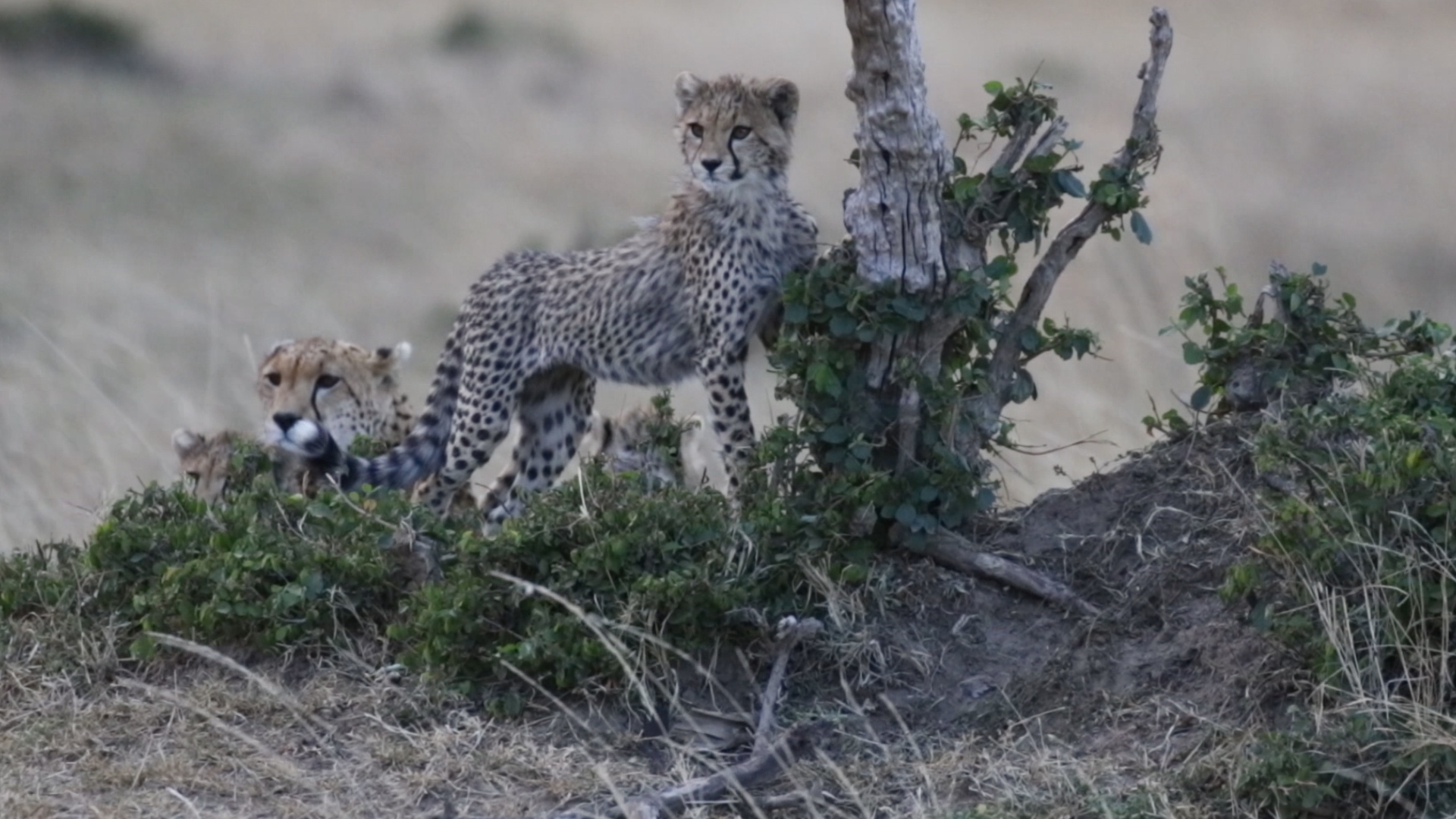 Masai Mara - spielende Geparden