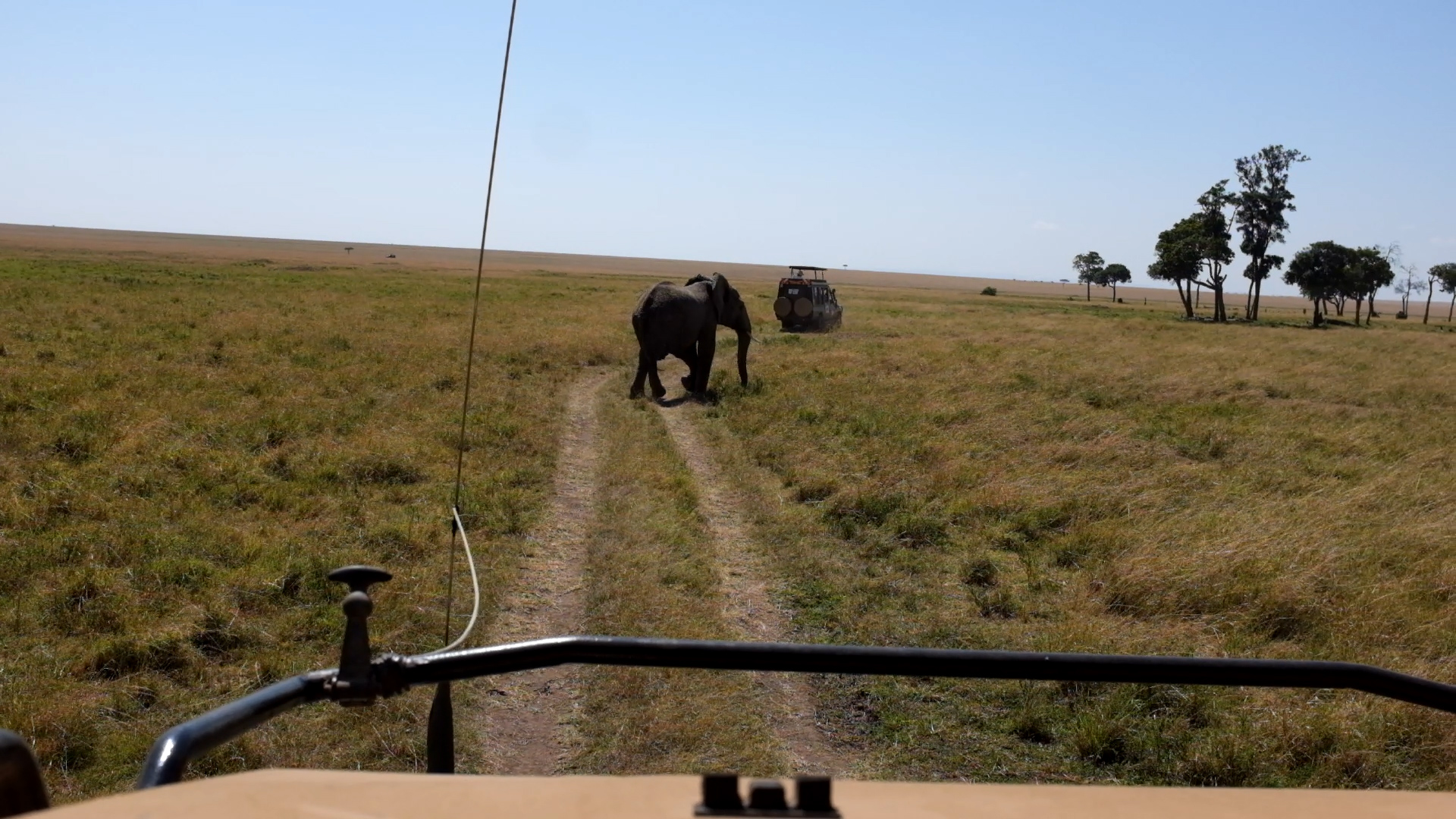 Masai Mara - Elefant kreuzt Weg