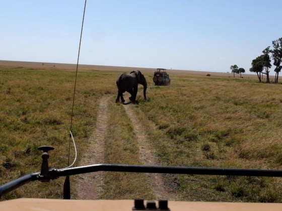 Masai Mara - Elefant kreuzt Weg