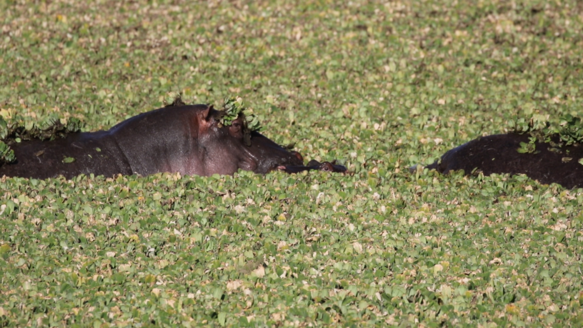 Masai Mara - Nilpferd