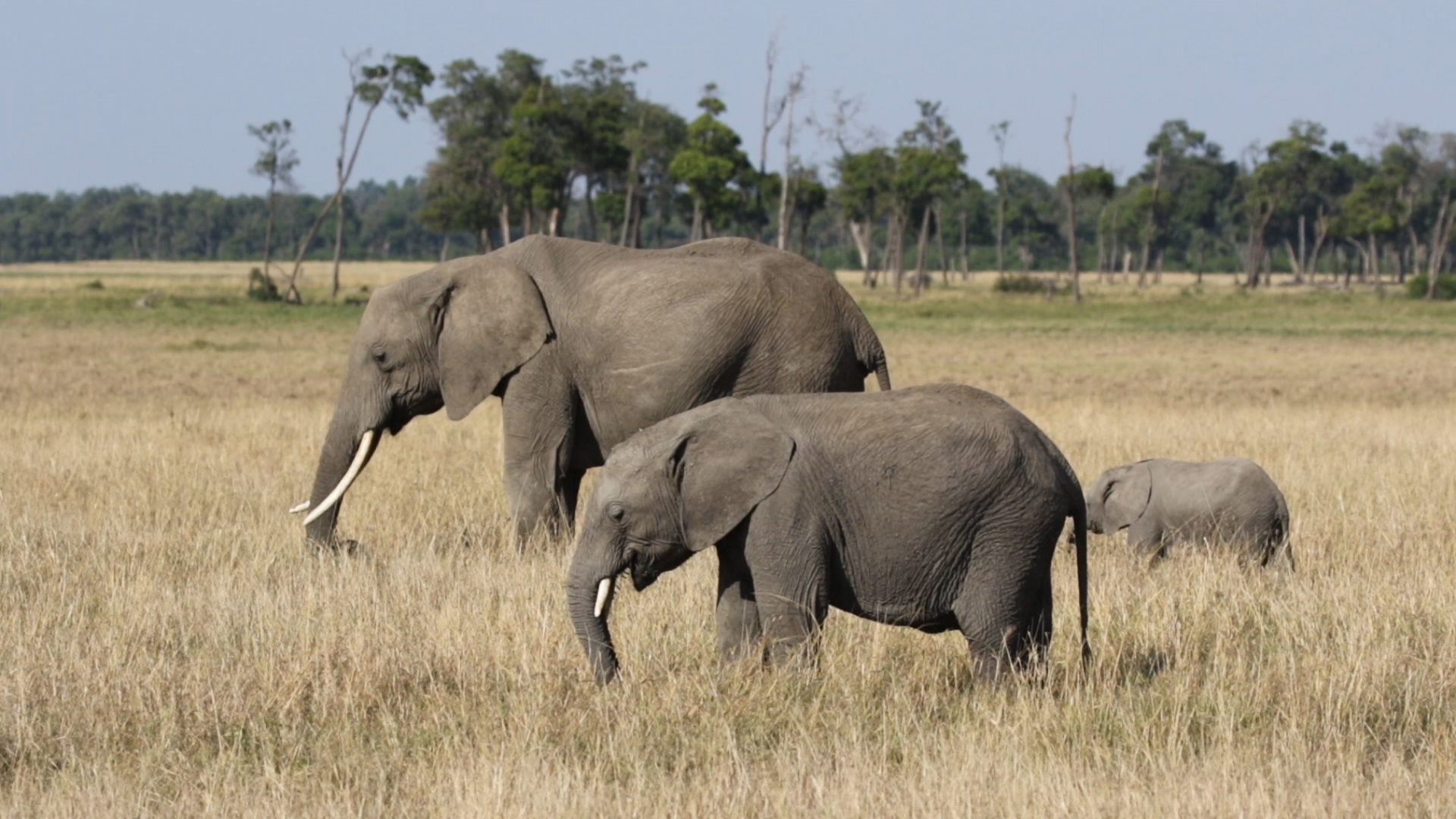 Masai Mara - Elefanten