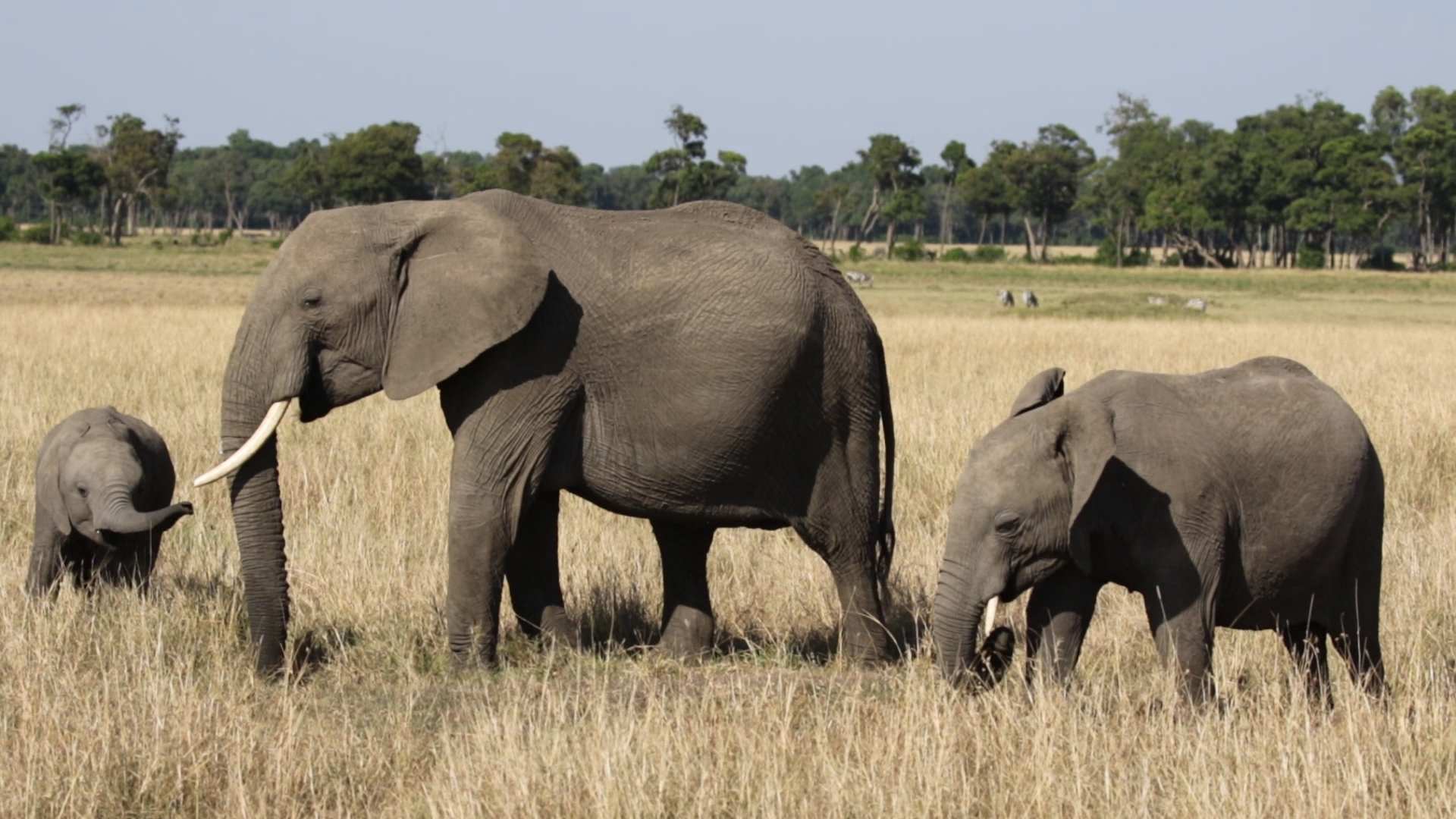 Masai Mara - Elefanten