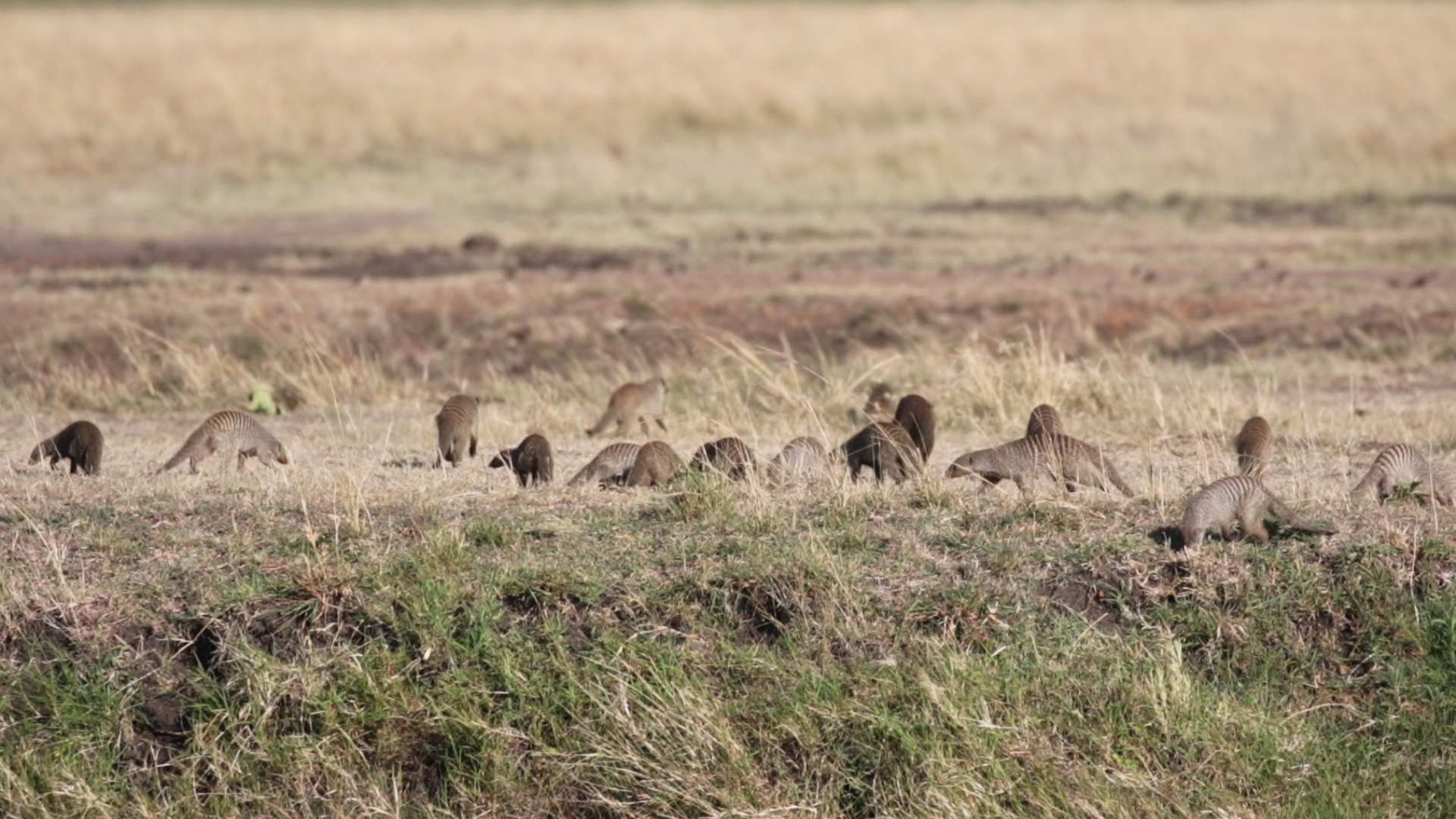 Masai Mara - Mungos