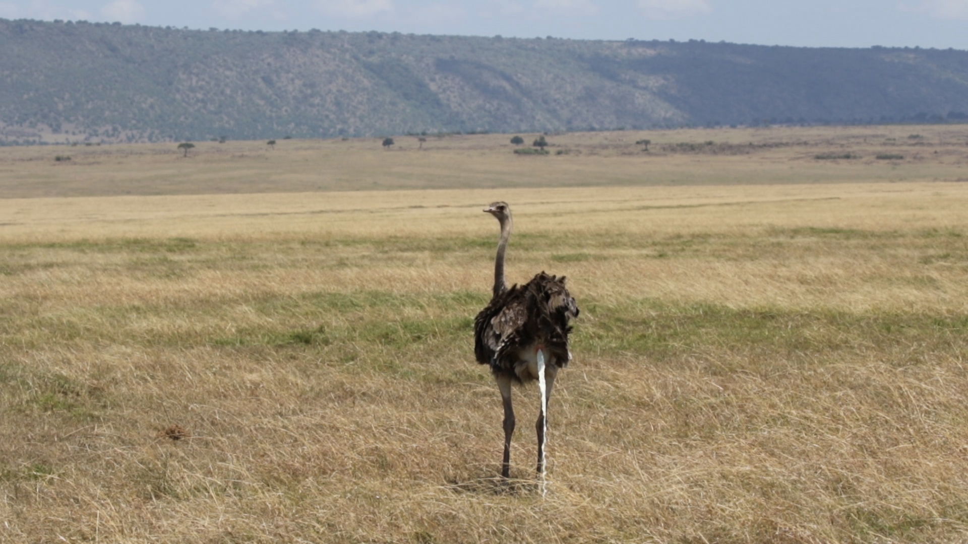 Masai Mara - Strauß