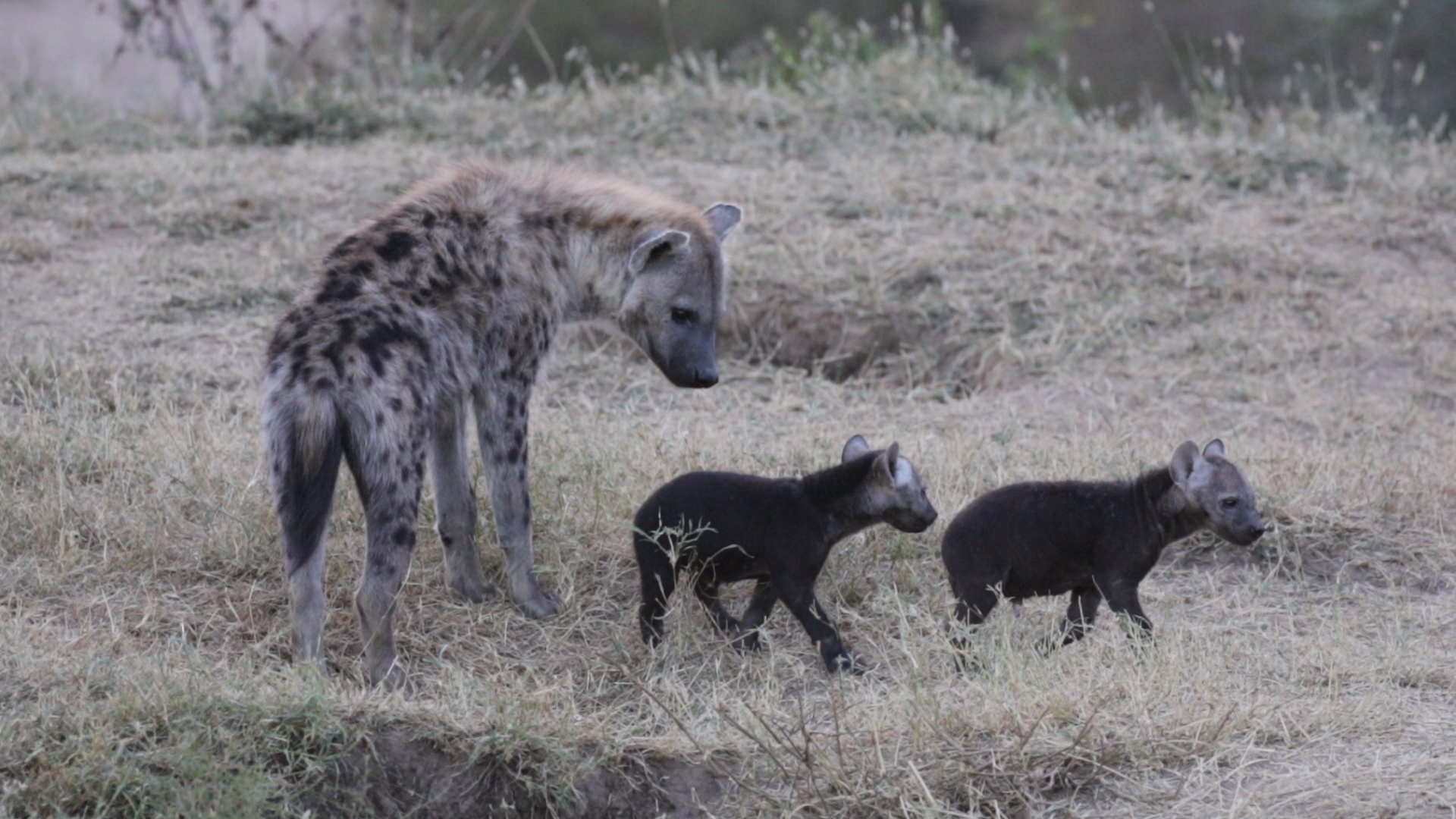 Masai Mara - Hyänen - Teil 1