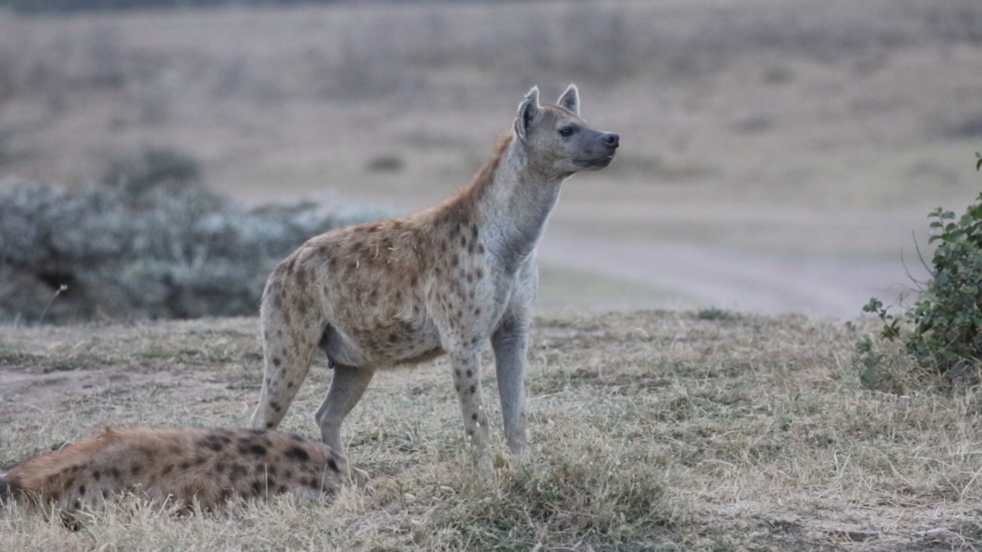 Masai Mara - Hyänen Teil III