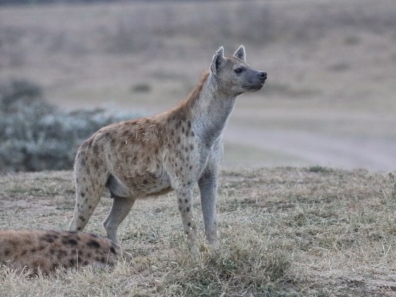 Masai Mara - Hyänen Teil III