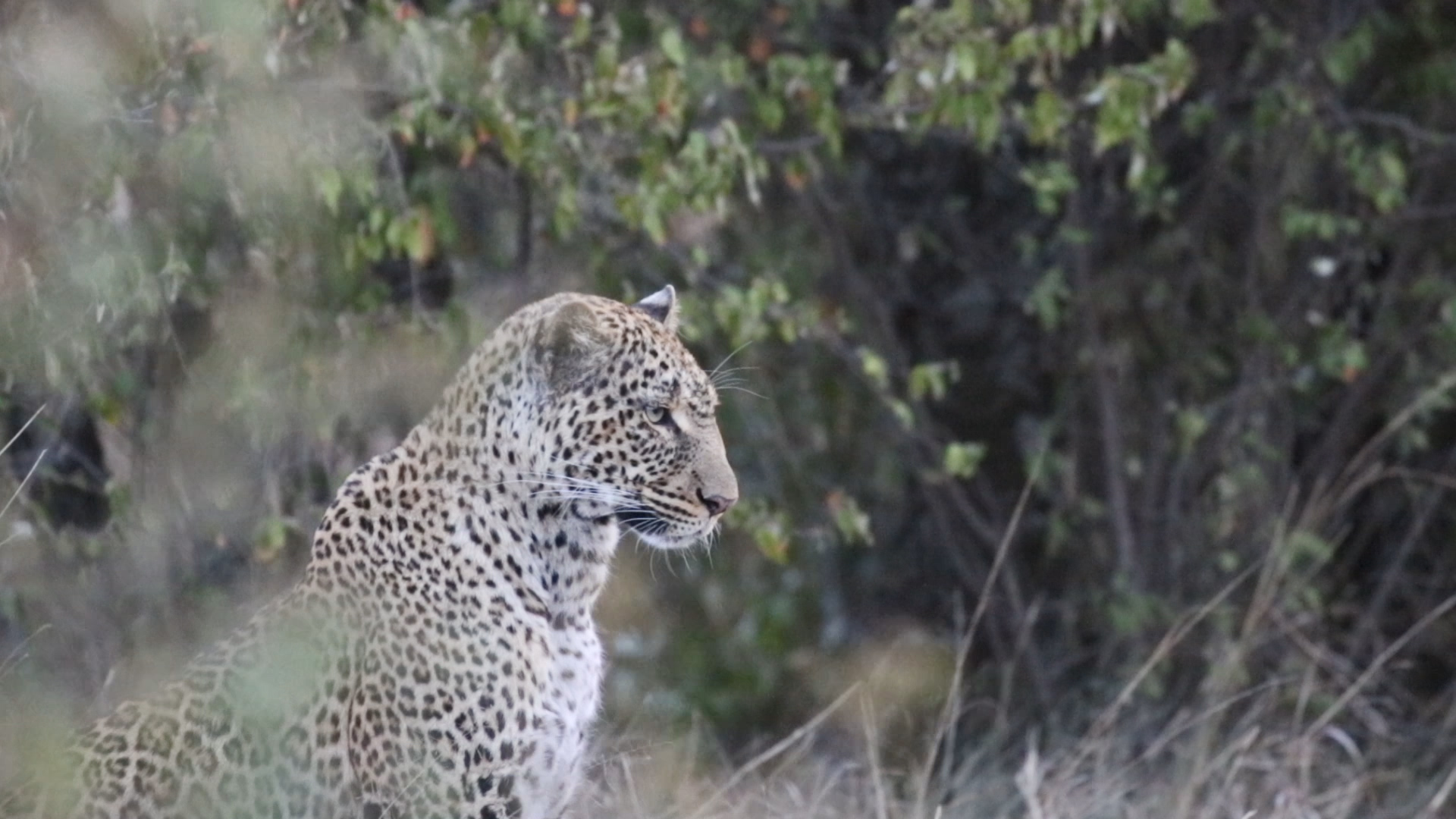 Masai Mara - Leopard