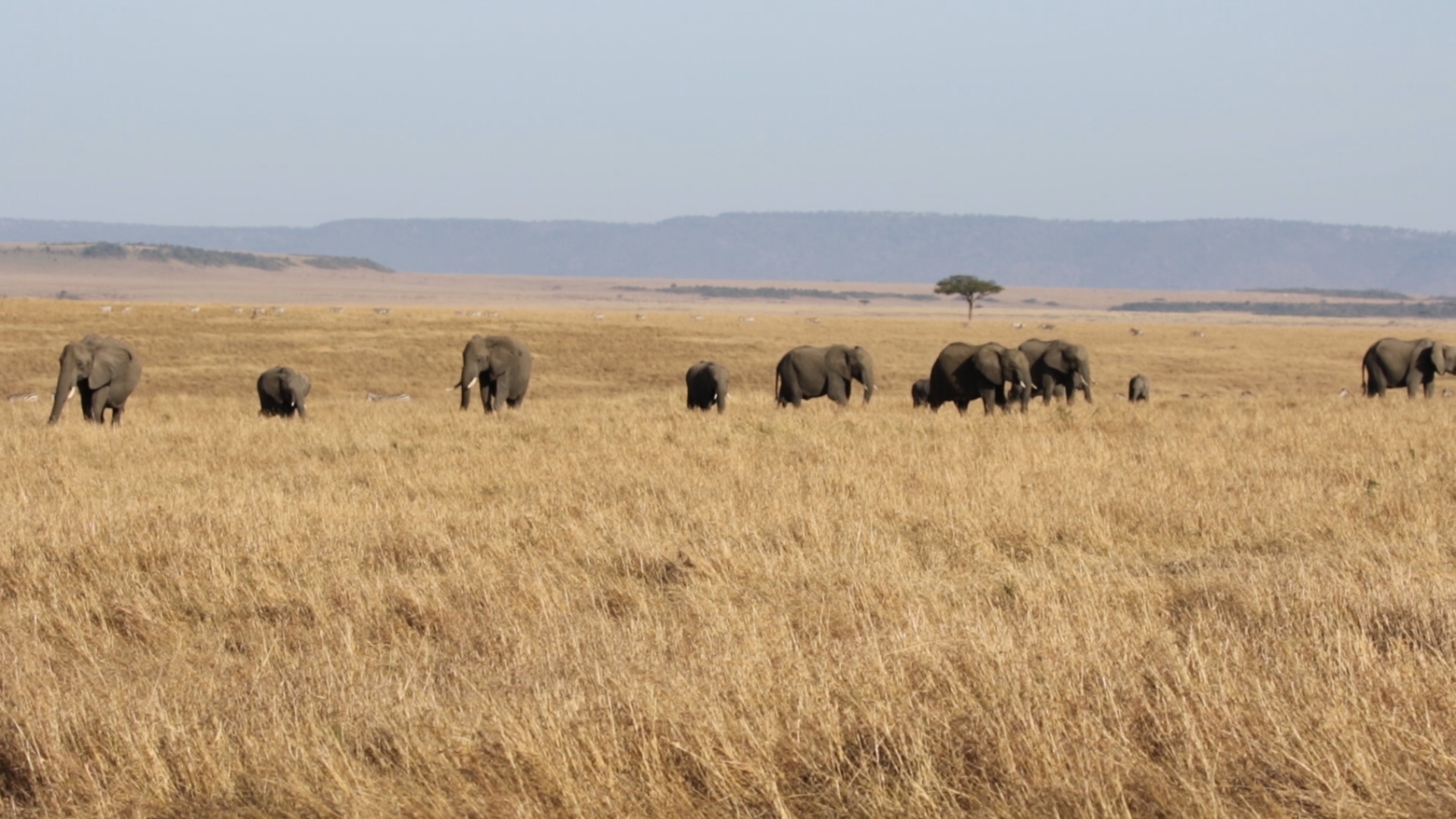 Masai Mara -Elefanten