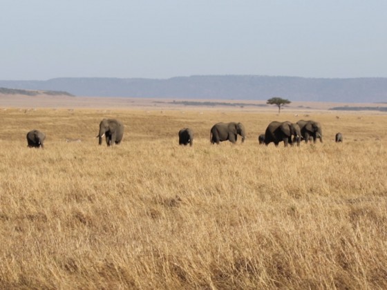 Masai Mara -Elefanten