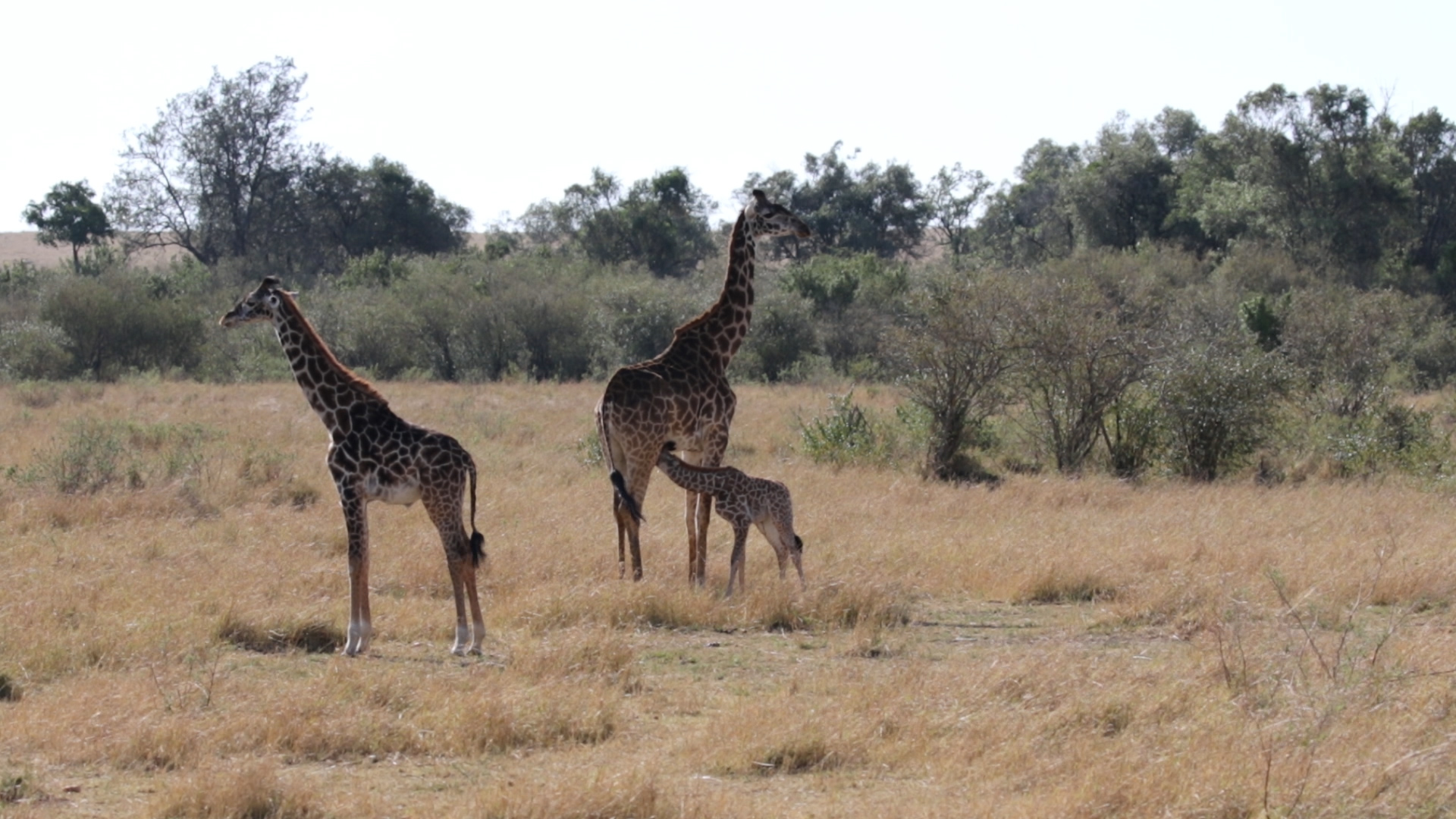 Masai Mara - Giraffenfamilie