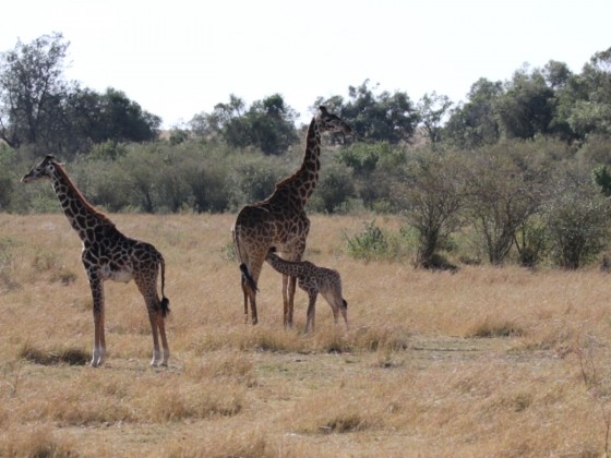 Masai Mara - Giraffenfamilie