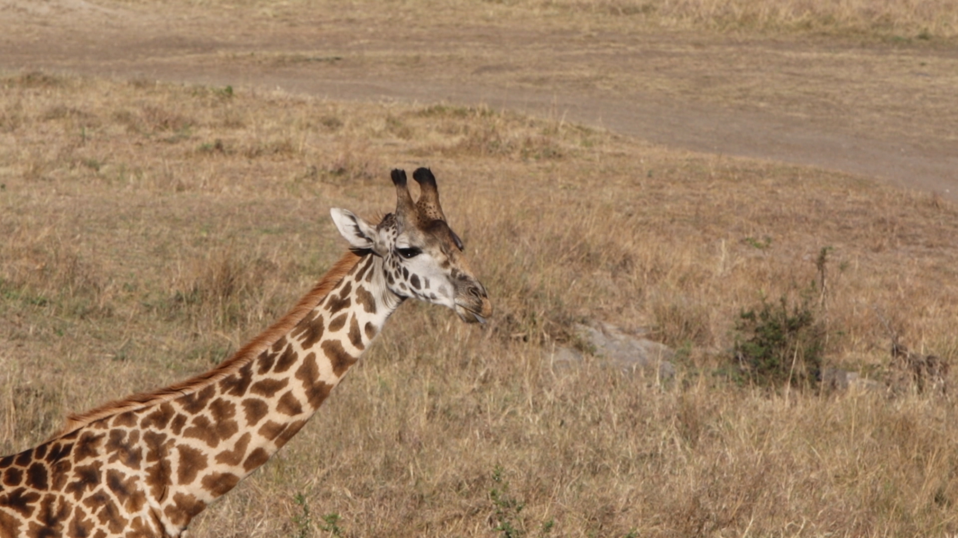 Masai Mara - Giraffe der erste Versuch