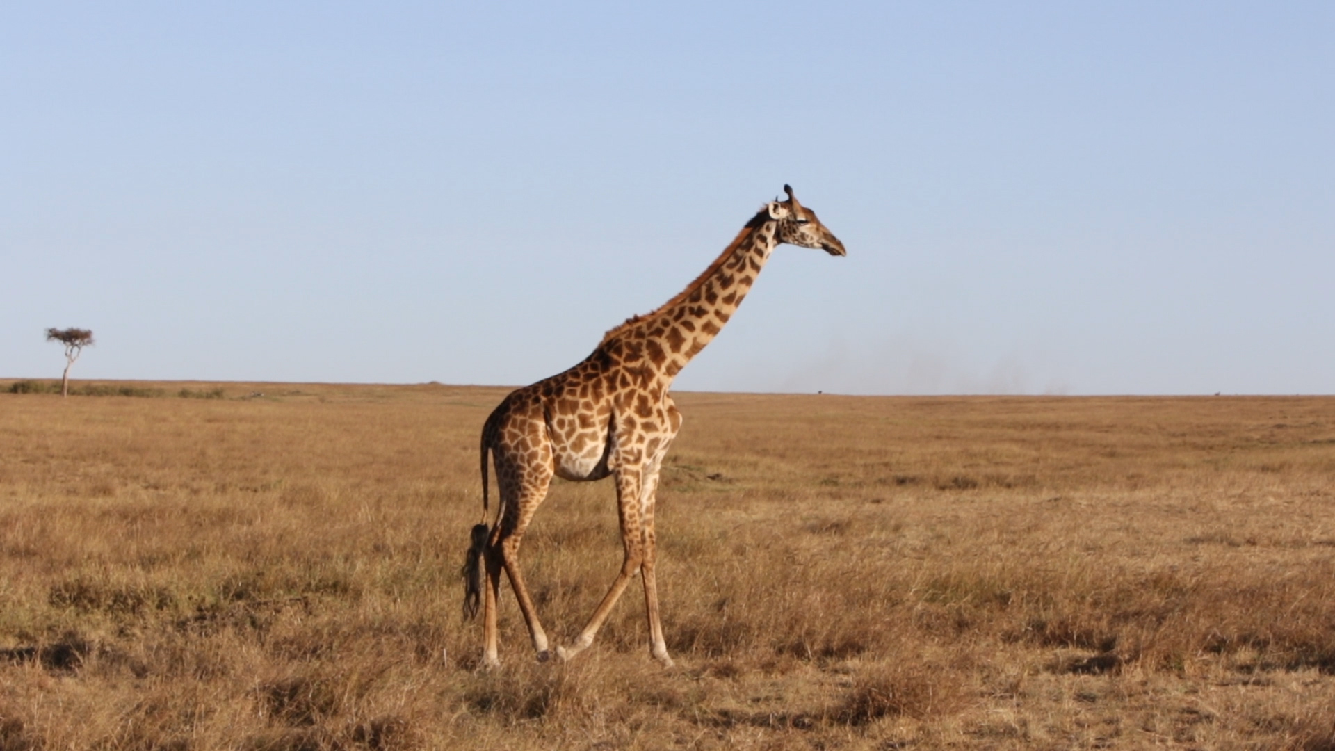 Masai Mara - Giraffen