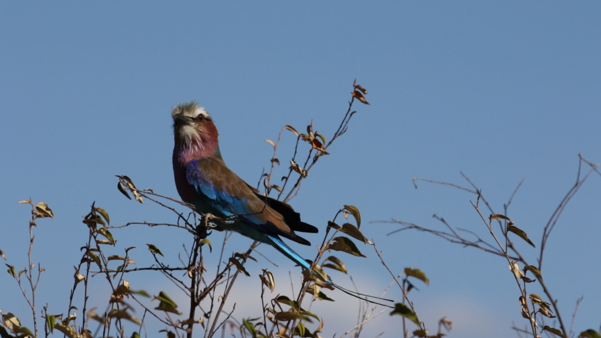 Masai Mara - Gabelracke