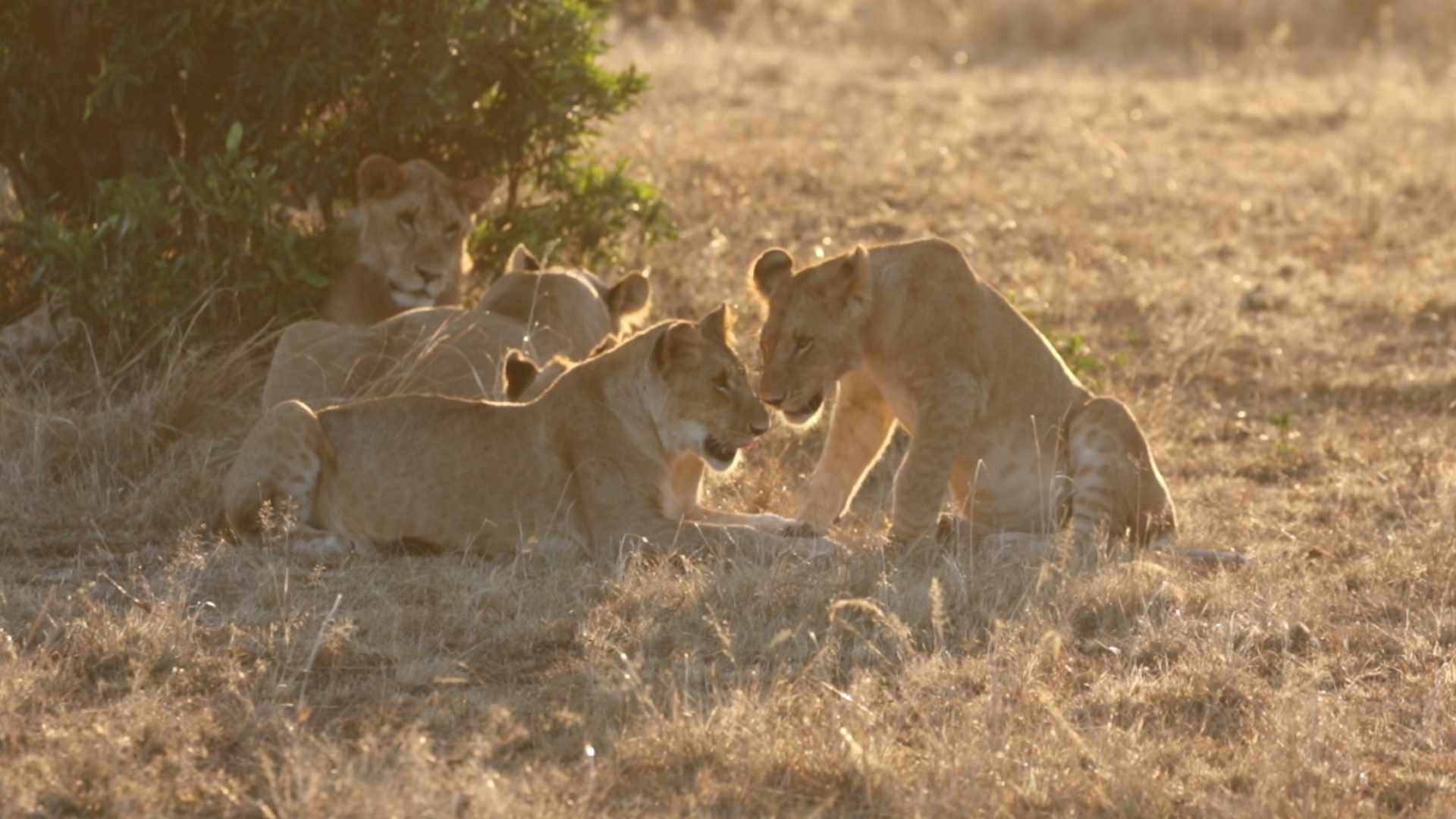Masai Mara - Löwen