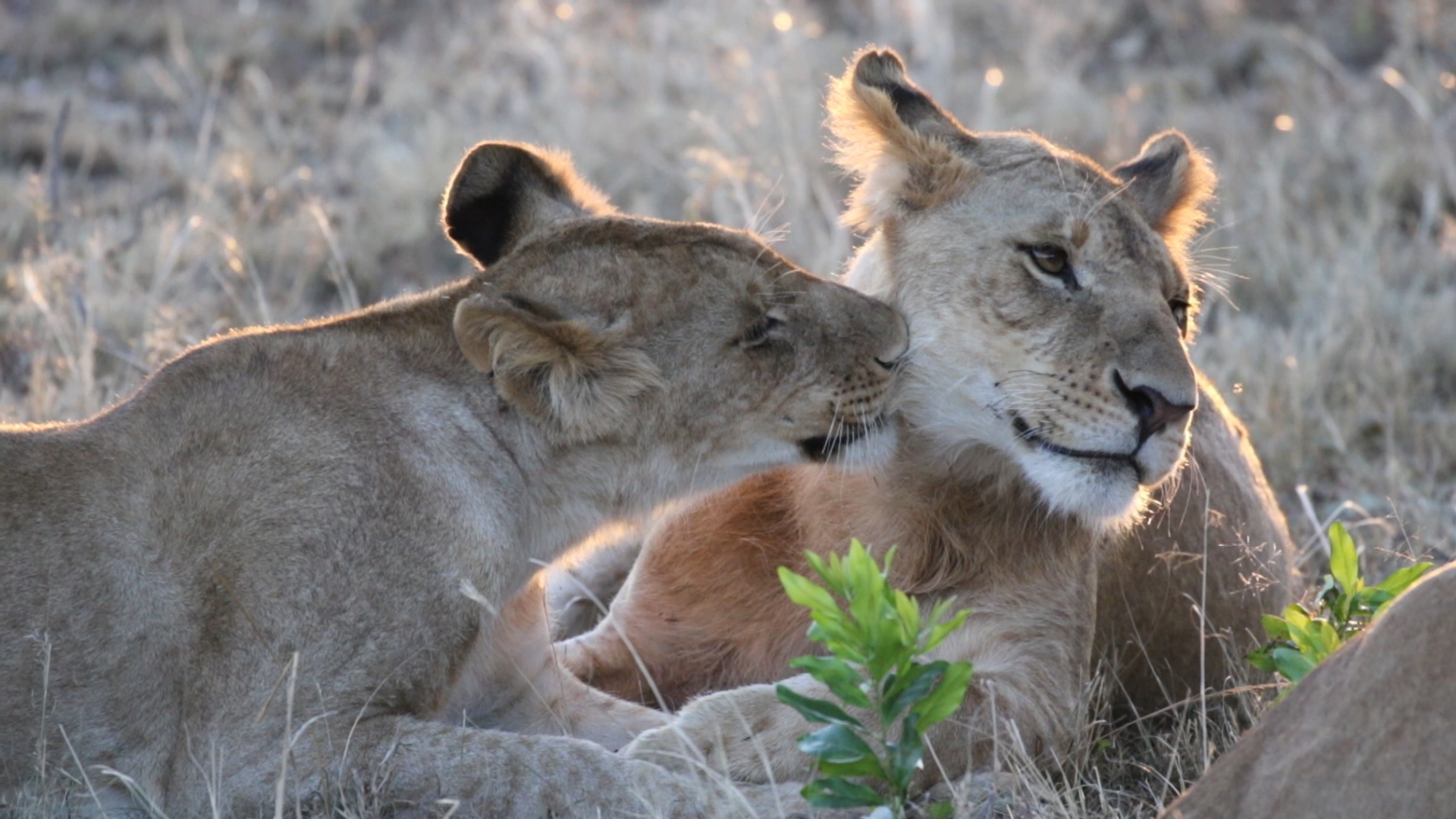 Masai Mara - Löwen