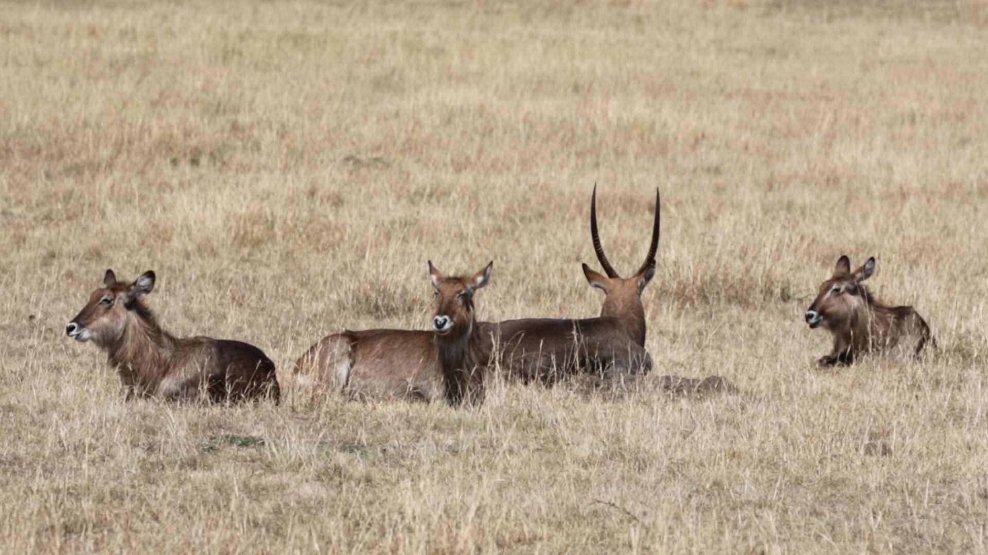 Masai Mara - Wasserbockfamilie