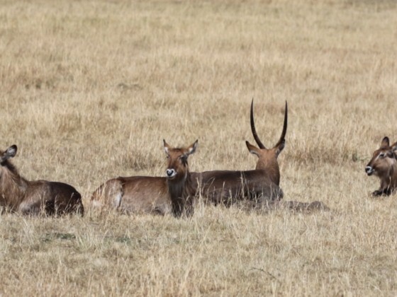 Masai Mara - Wasserbockfamilie